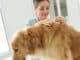 Zecke bei Hund und Katze