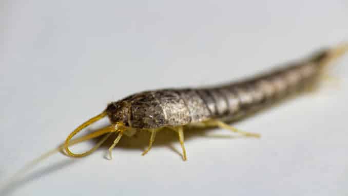 Silberfischen, Lepisma saccharina