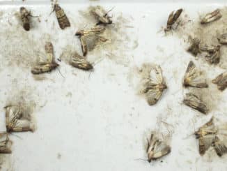 Mehlmotten auf Mottenfalle