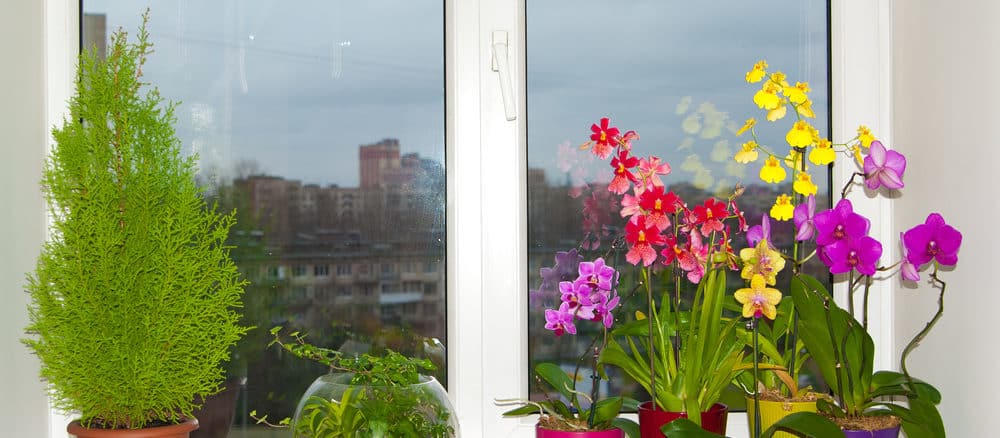 Blumentöpfe auf dem Fenster