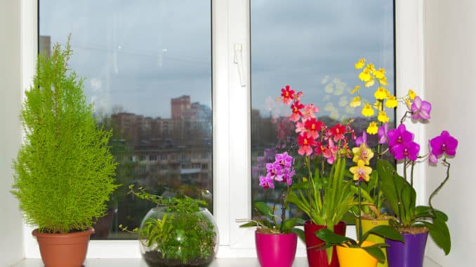 Blumentöpfe auf dem Fenster