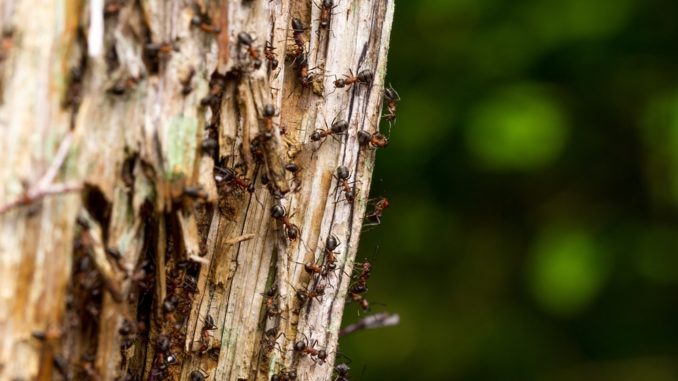 Ameisen an einem Baumstamm