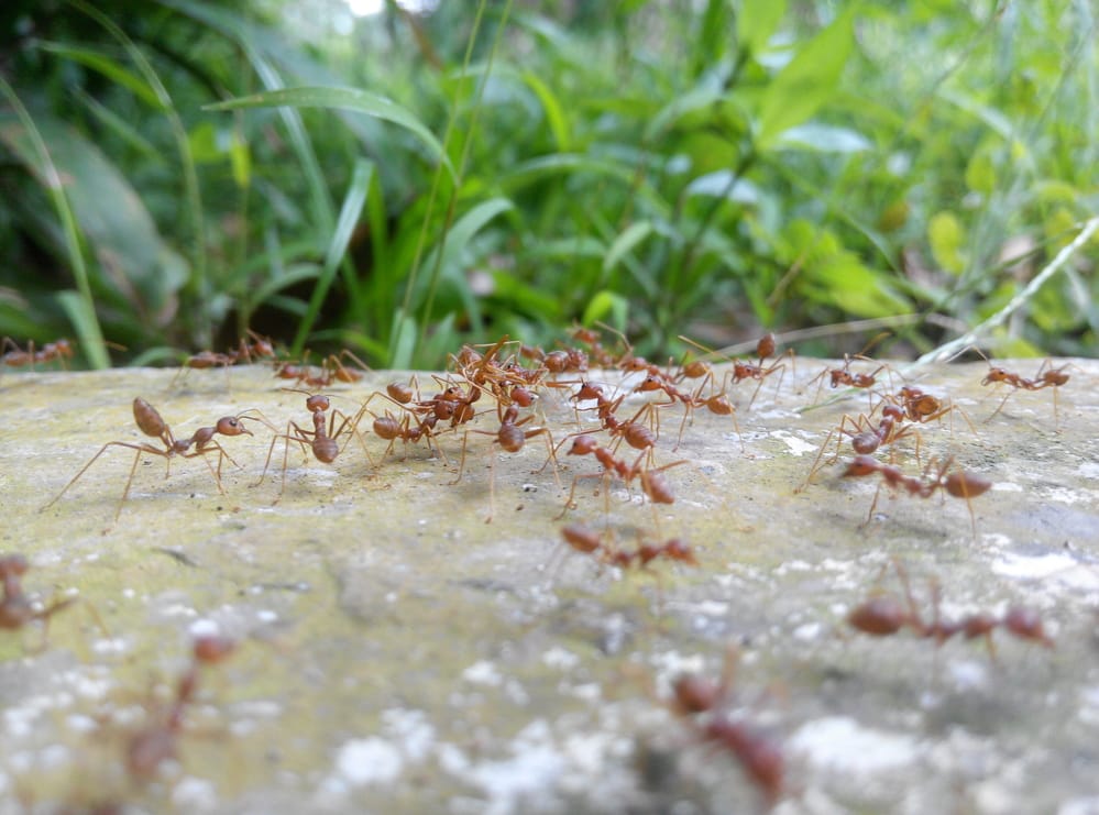 Ameisen bekämpfen - der große Ratgeber - Terrasse &Garten
