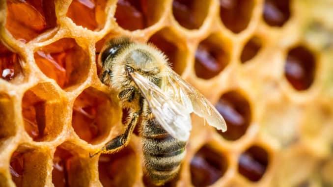 Biene auf einer Bienenwabe Biene auf einer Bienenwabe