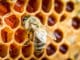 Biene auf einer Bienenwabe