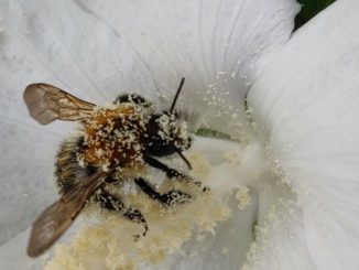 Biene im Blütenstaub einer Blume