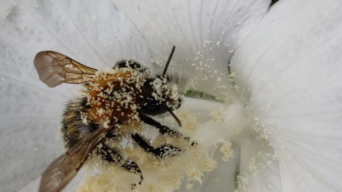 Biene im Blütenstaub einer Blume