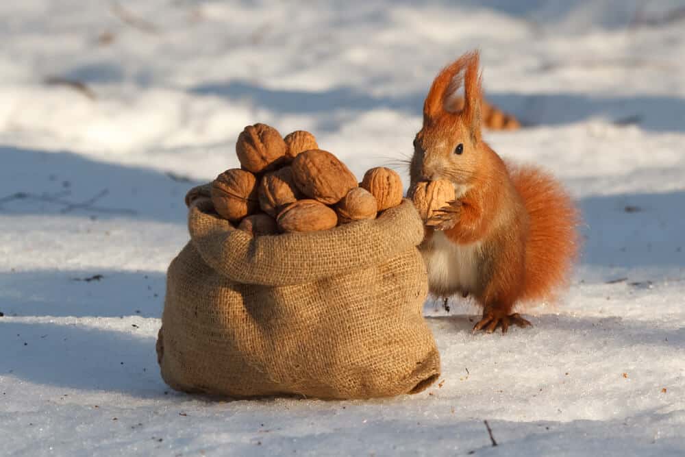 Was fressen Eichhörnchen? Zufüttern von Eichhörnchen - Terrasse & Garten