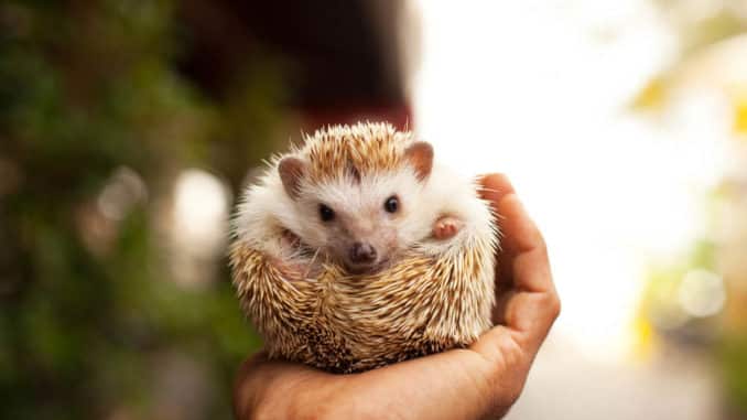 Ein-Igel-auf-einer-Hand kleiner Igel auf einer Handfläche