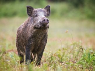 Wildschwein in einem Garten
