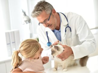 Tierarzt untersucht Katze