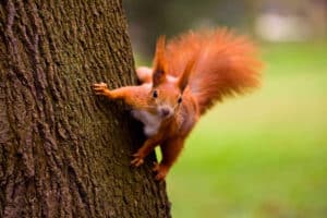 Rotes, eurasisches Eichhörnchen klettert am Baum