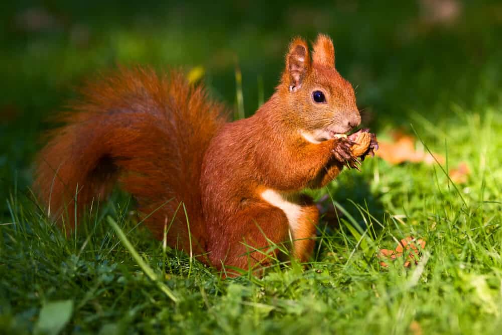 Ein rotes Eichhörnchen