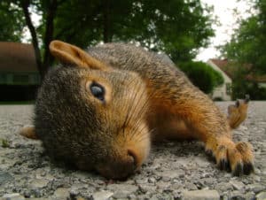 Totes Eichhörnchen auf einer Straße