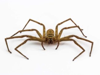 Winkelspinne