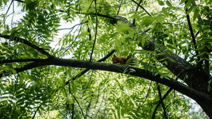 verstecktes Eichhörnchen in einer Baumkrone verstecktes Eichhörnchen