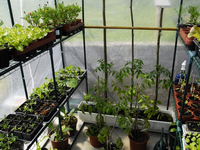 Wann Gurken ins Gewächshaus? Terrasse &Garten