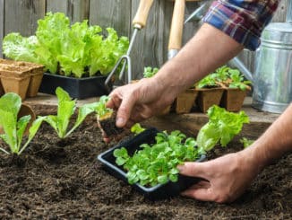 Salat anpflanzen