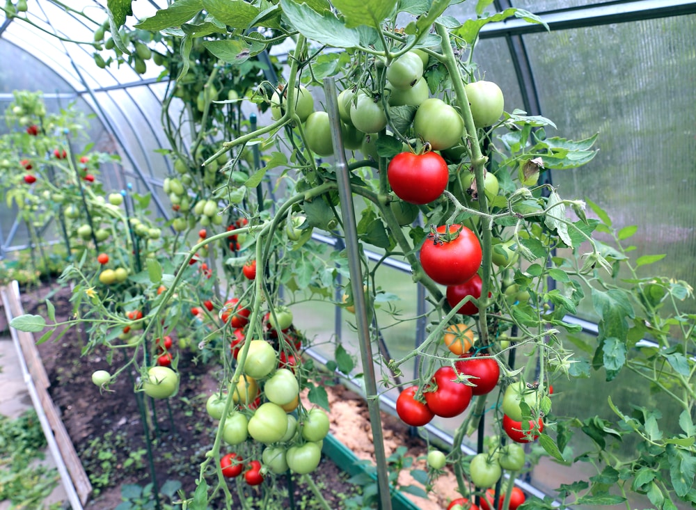 Tomaten In Den Garten Pflanzen