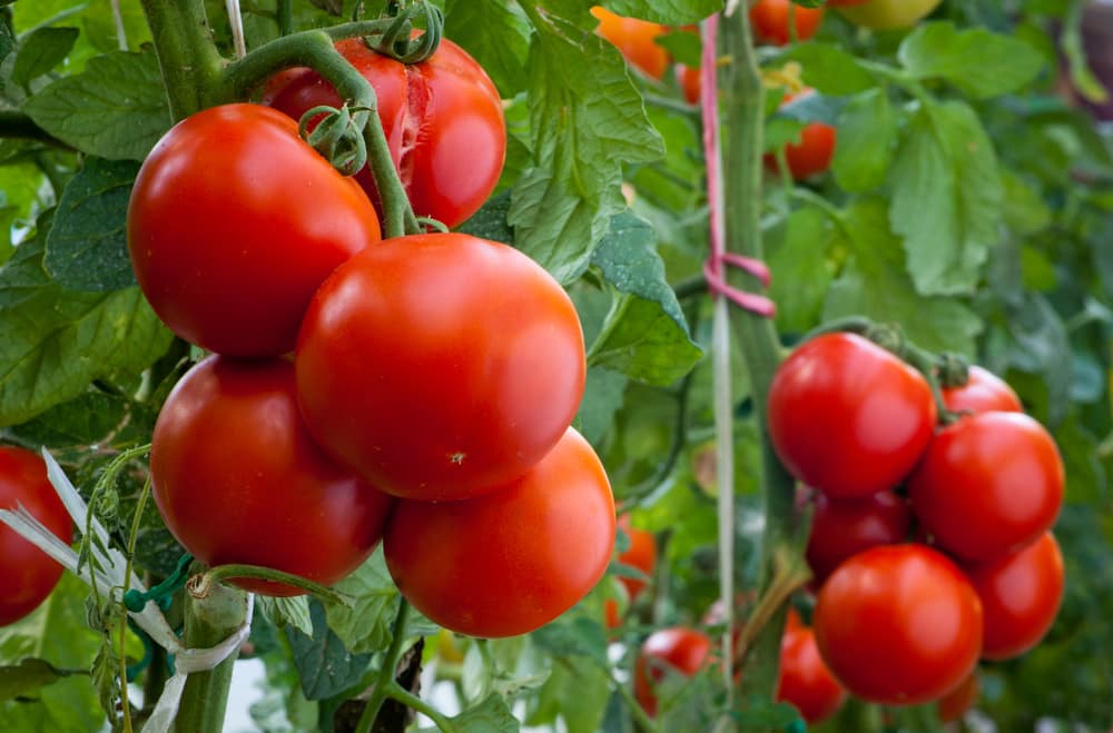 Tomatengewächshaus