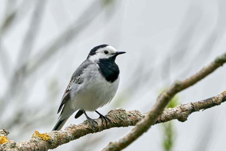 Vogelbeschreibung Bachstelze Terrasse & Garten