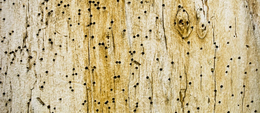 Holzwurm