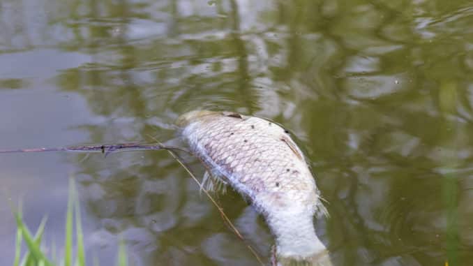 Teichschädlinge