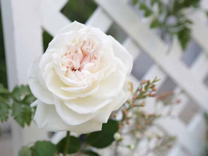 Den passenden Strandkorb wählen - Terrasse &Garten