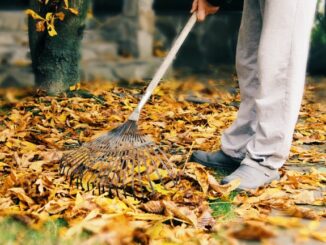 Herbstlaub wird mit dem Rechen aufgekehrt