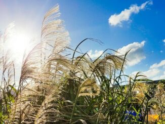 Miscanthus