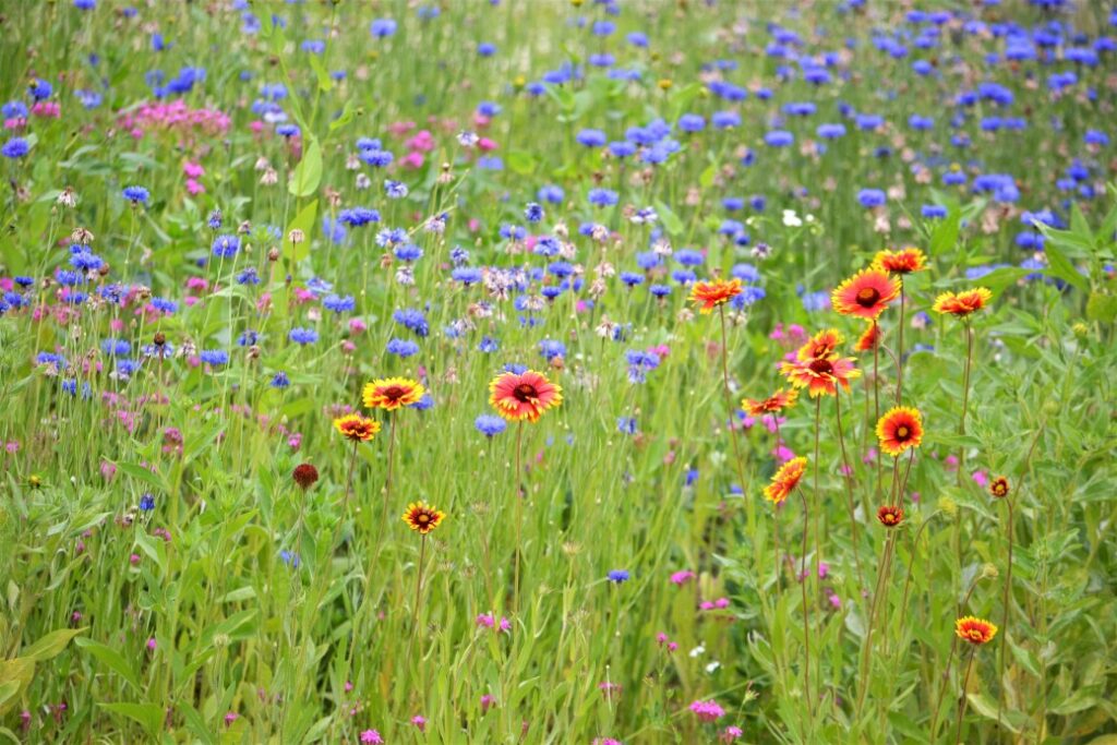 Wildblumenwiese anlegen Terrasse & Garten