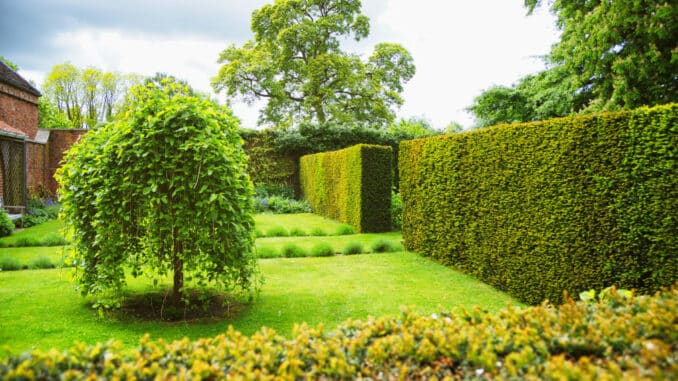 Hecken in einem englischen Garten