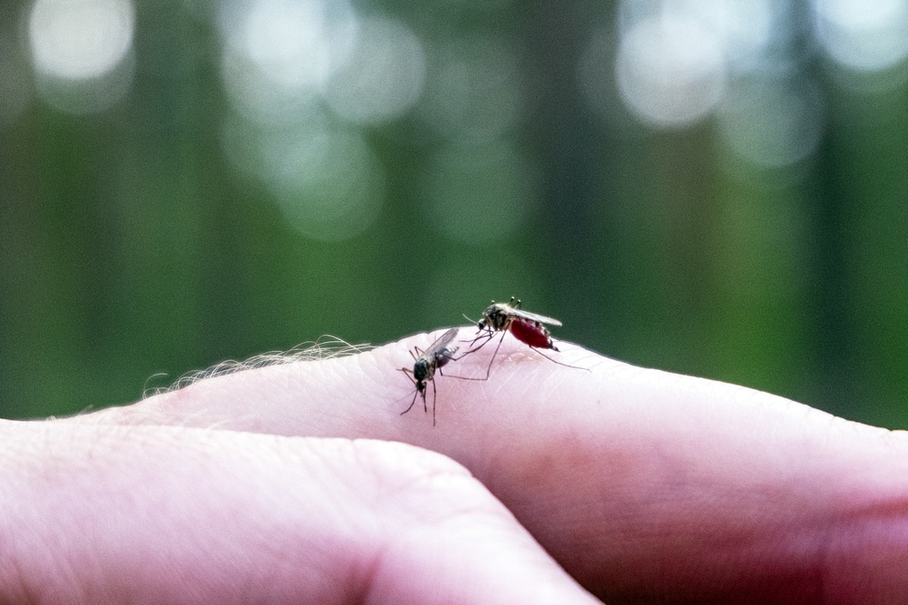 Zwei Mücken auf einer Hand