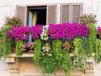 großartig bepflanzter Balkon
