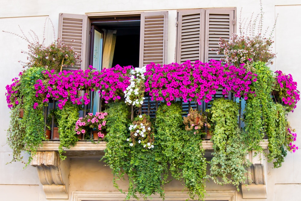 großartig bepflanzter Balkon