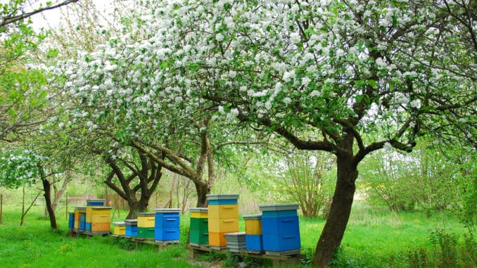 Bienenstöcke auf einer Obstwiese