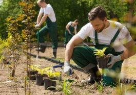 Ein von Grund auf neuer Garten wird geschaffen