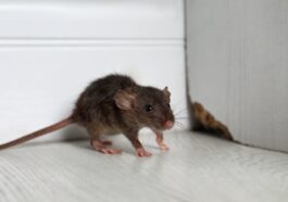 Ratte im Haus