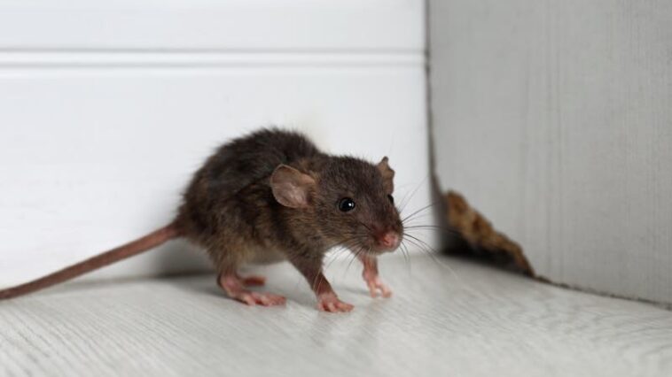 Ratte im Haus
