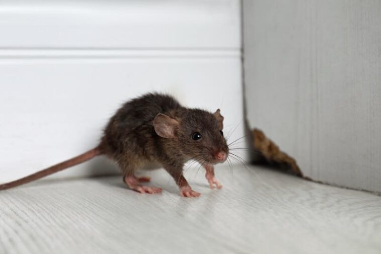 Ratte im Haus