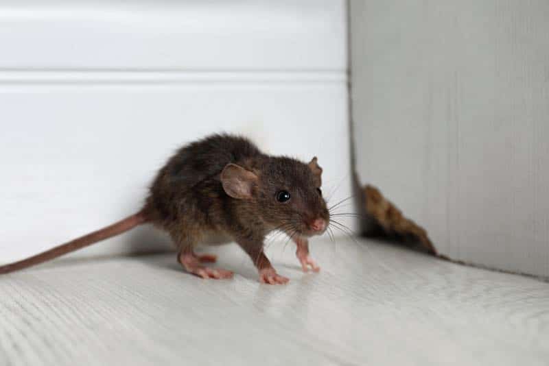 Ratte im Haus