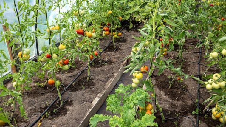 Tomaten im Gewächshaus
