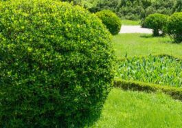 Japanischer Spindelstrauch