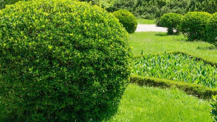 Japanischer Spindelstrauch