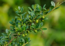Ilex Crenata
