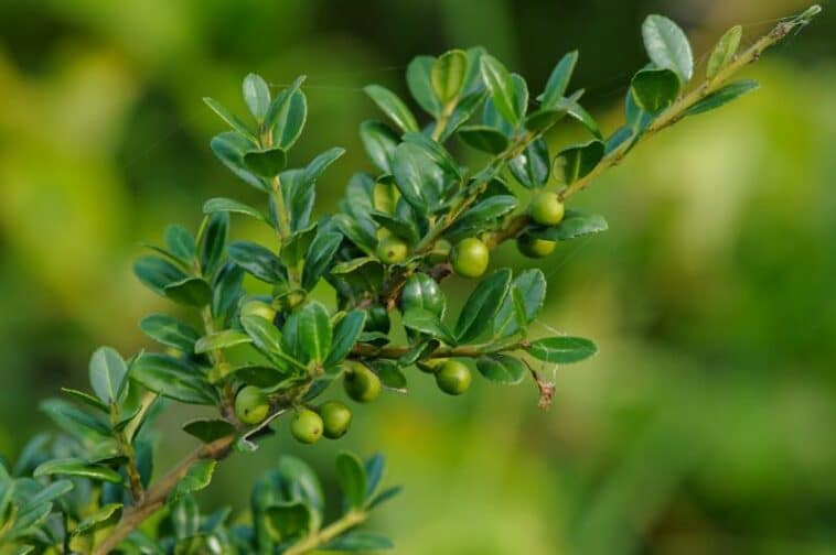 Ilex Crenata